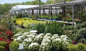 Trees & Shrubs at Cheshire Nursery garden center in Cheshire, Connecticut