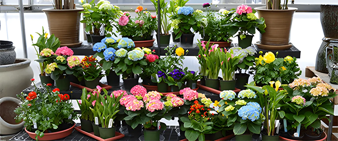 A colorful display of potted hydrangeas and flowering plants at the Cheshire Nursery florist shop