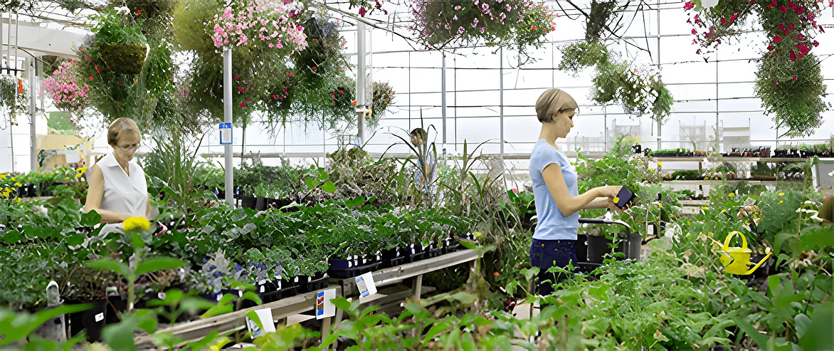 Customers browsing rows of plants and hanging baskets inside the Cheshire Nursery greenhouse