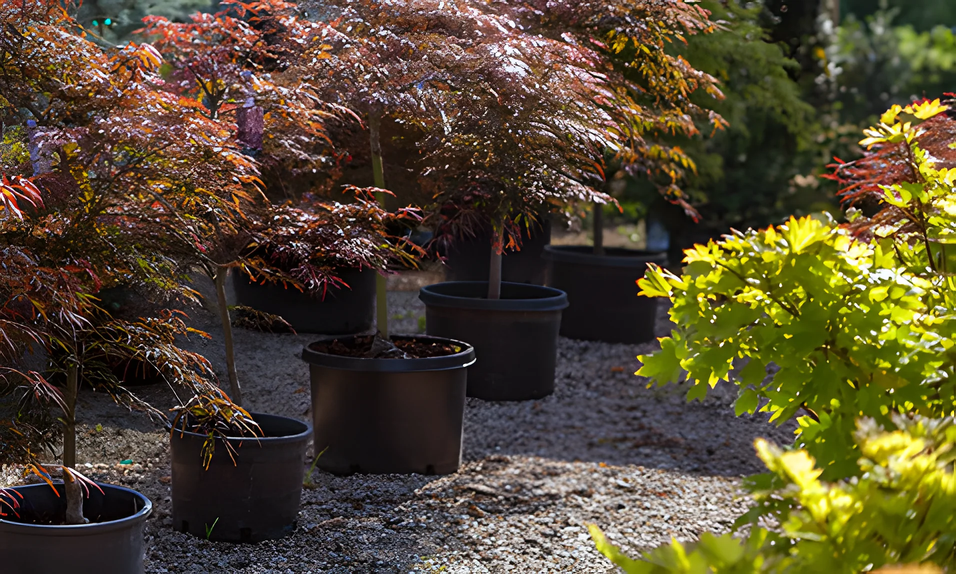 Japanese maples and potted trees in the nursery yard at Cheshire Nursery in Cheshire, Connecticut
